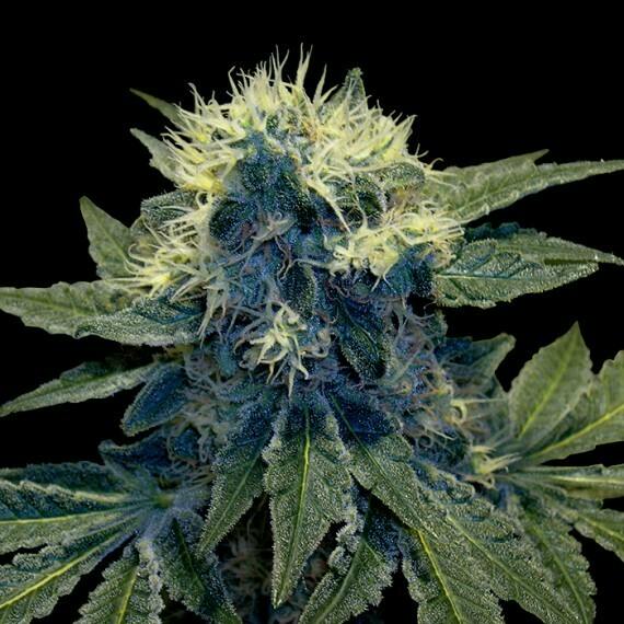 Sharksbreath 20