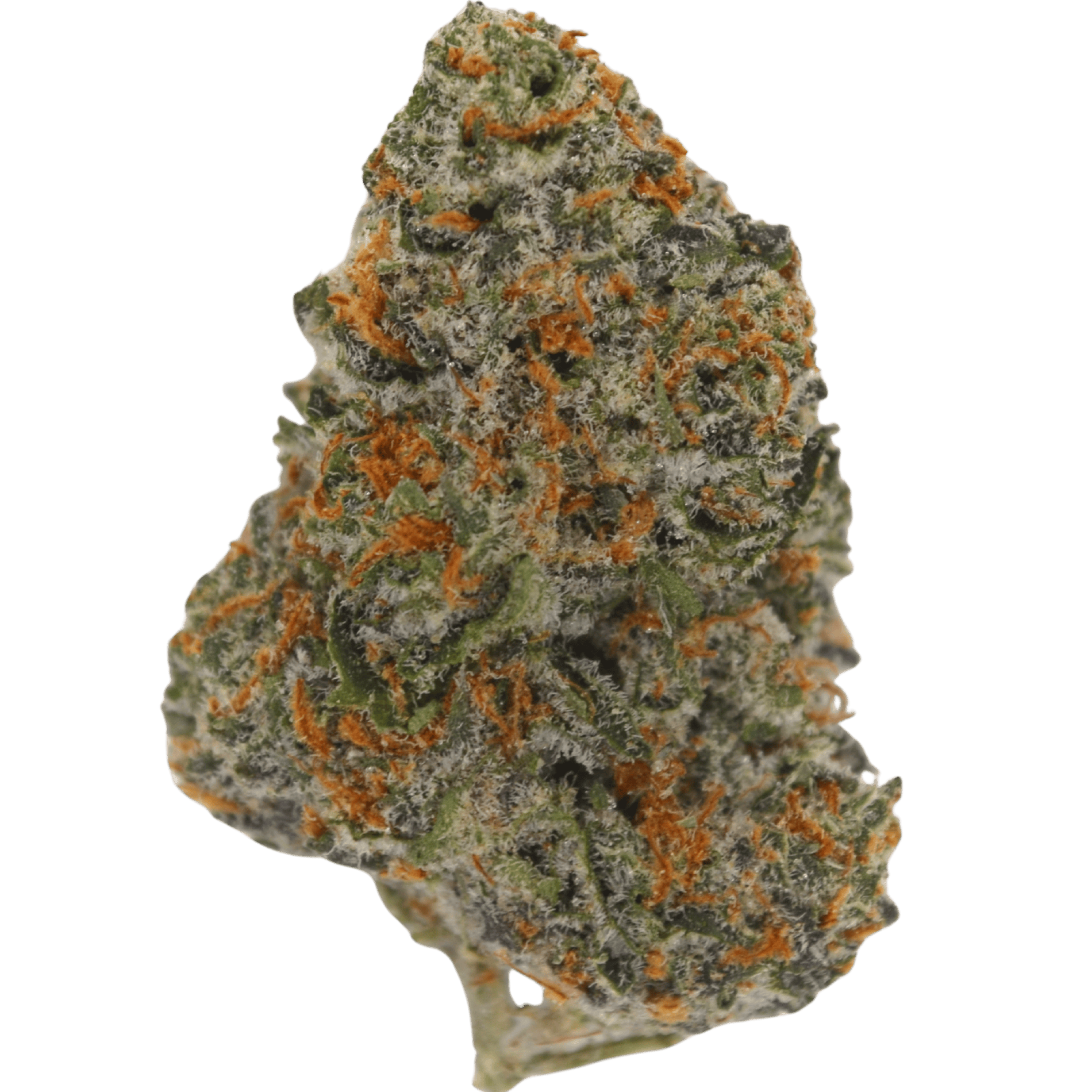 Blueberry Cupcake