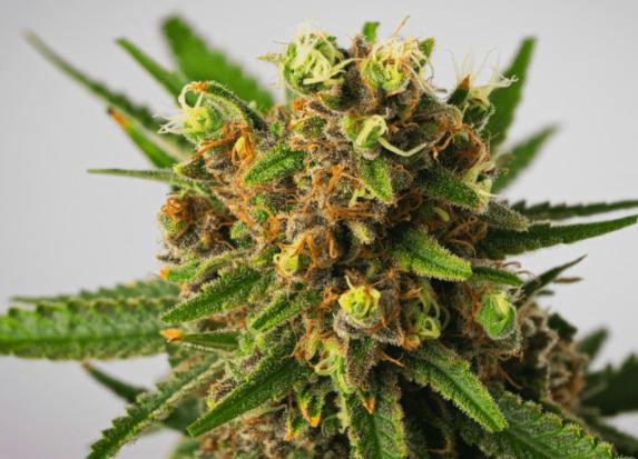 Super Silver Haze | Premium Flower cannabis product
