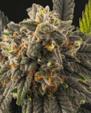 Tiger's Blood | Premium Flower cannabis product