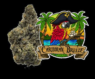 Caribbean Breeze #6 | Premium Flower