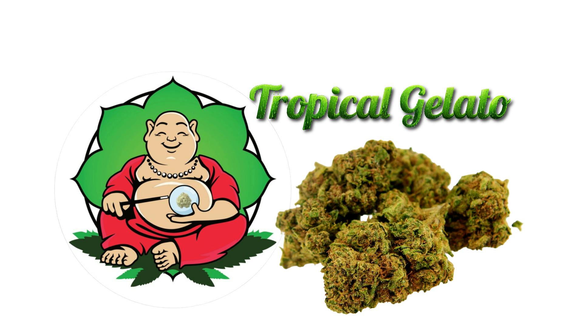 Tropical Gelato | Flower | 3.5g | Premium A-Buds