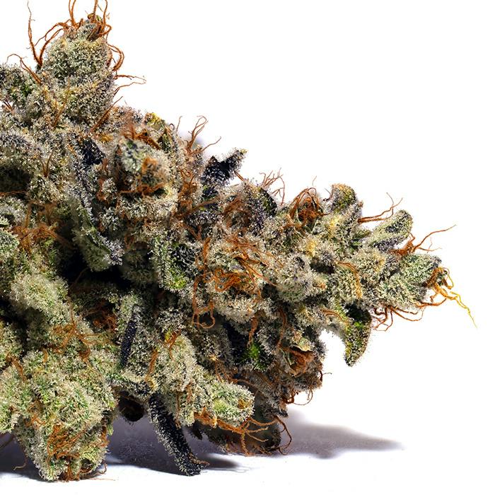 Ghost Dawg