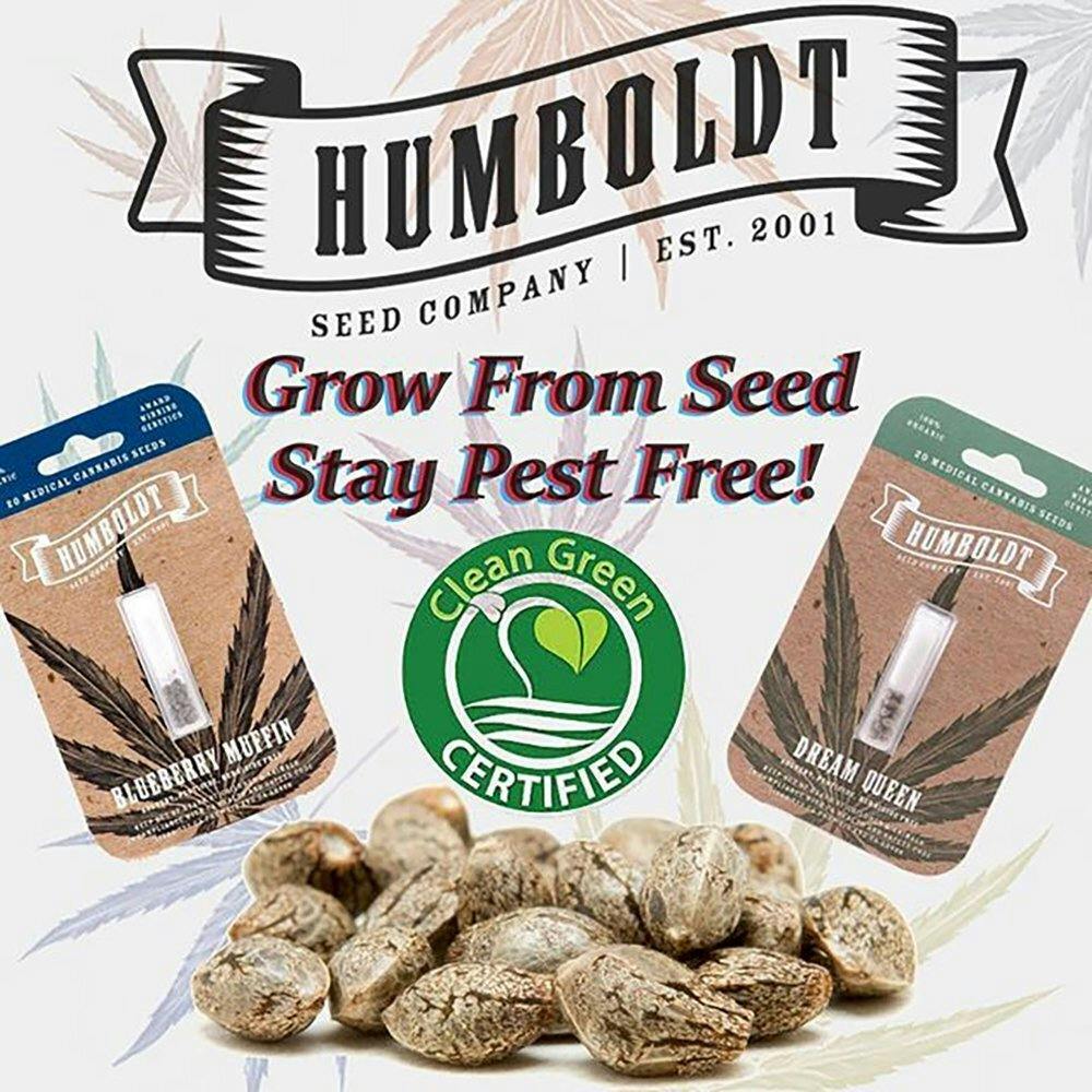 California Haze [10pk] | Humboldt Seed Company - Feminized Seeds