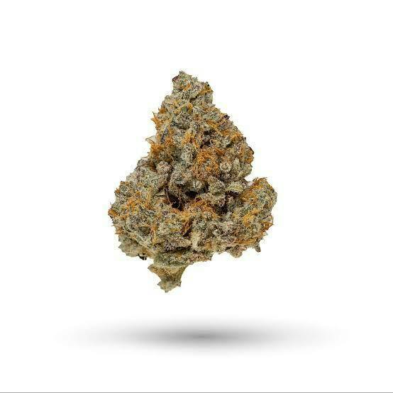 Tree Gringos - Creamsicle (SH) - Choice
