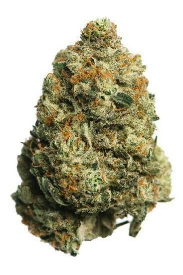 Hummingbird - Horchata (H) - Select