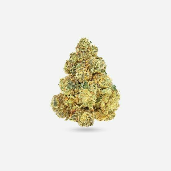 Hummingbird - Starburst OG (H) - Select
