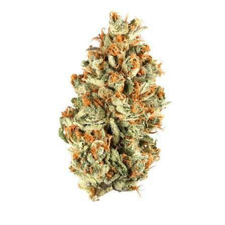 Hummingbird - Pine Fruit (S) - Select