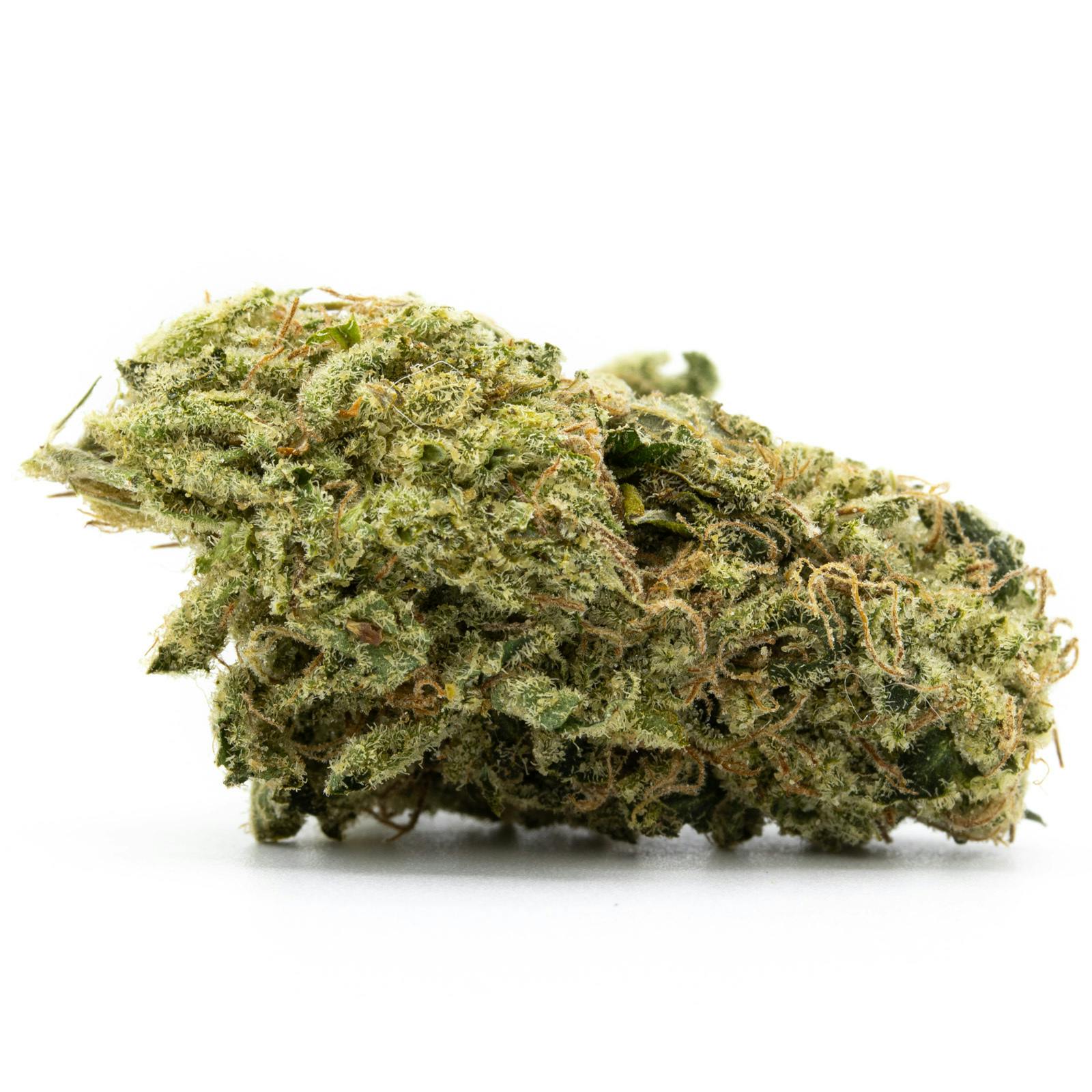 Kosher Kush - Connoisseur at The Healing Community MEDCo
