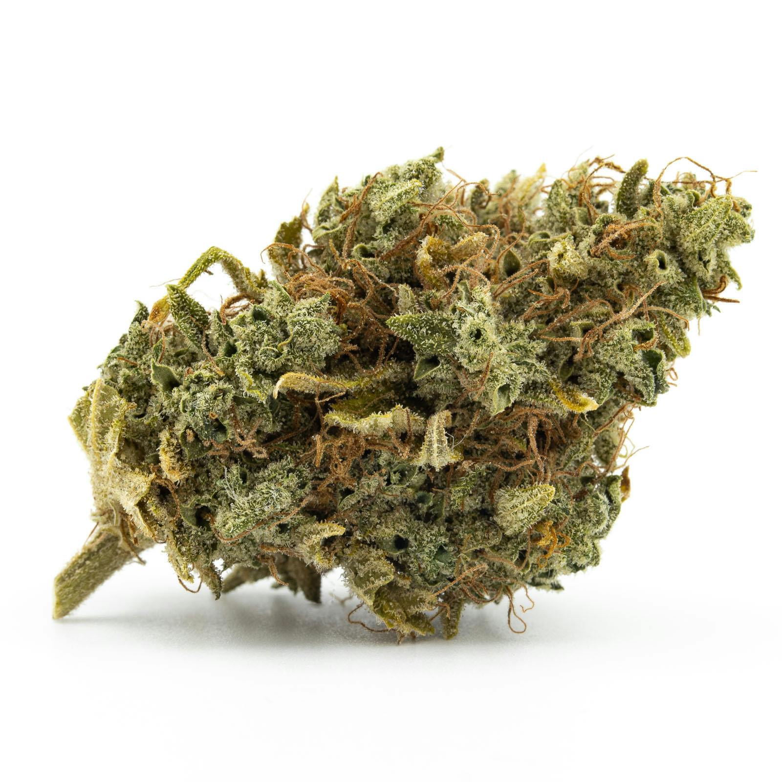 Lemon G Hash Plant - Connoisseur at The Healing Community MEDCo