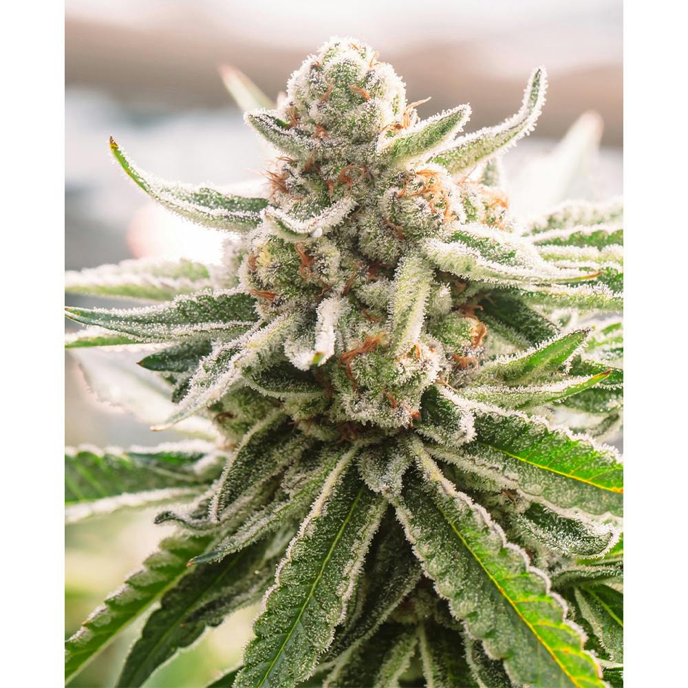Pineapple Express - $30 3.5g Bag