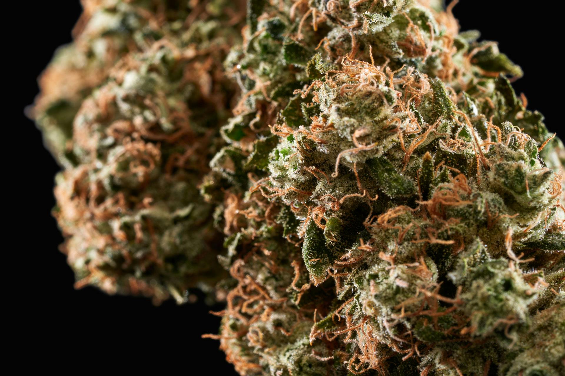 Rythm | Flower | Sativa Dom Hybrid | Sour Diesel