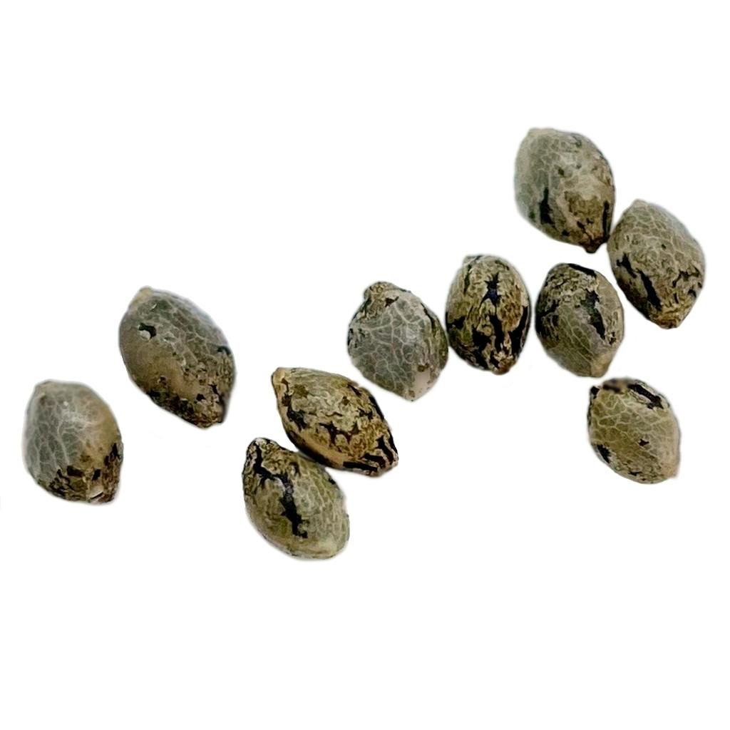 Weather Island Craft Cann. - Apricot Kush Seeds - 10 Pack