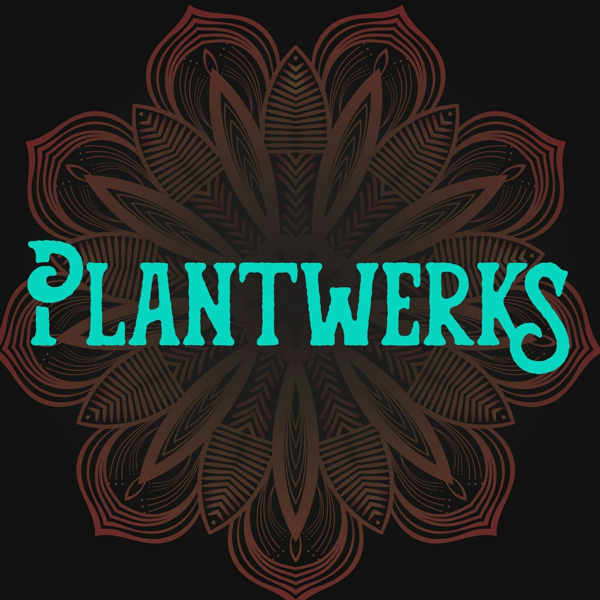 PlantWerks - Grape Cream Cake - Flower