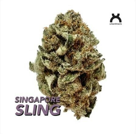 DF349 UrbanXtracts | Singapore Sling | Flower