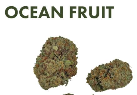 Ocean Fruit - 3.5G Flower