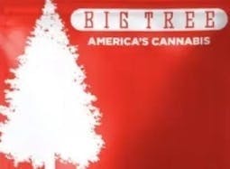 Big Tree - White Peach | 5 x 1g Hemp Prerolls