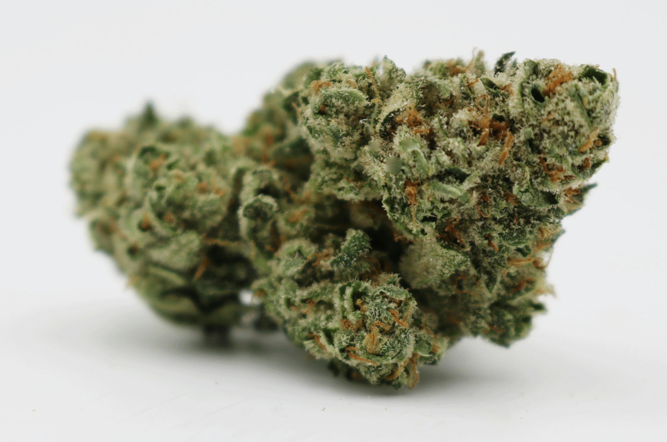 Maraschino Sundae Flower by Crux Cannabis