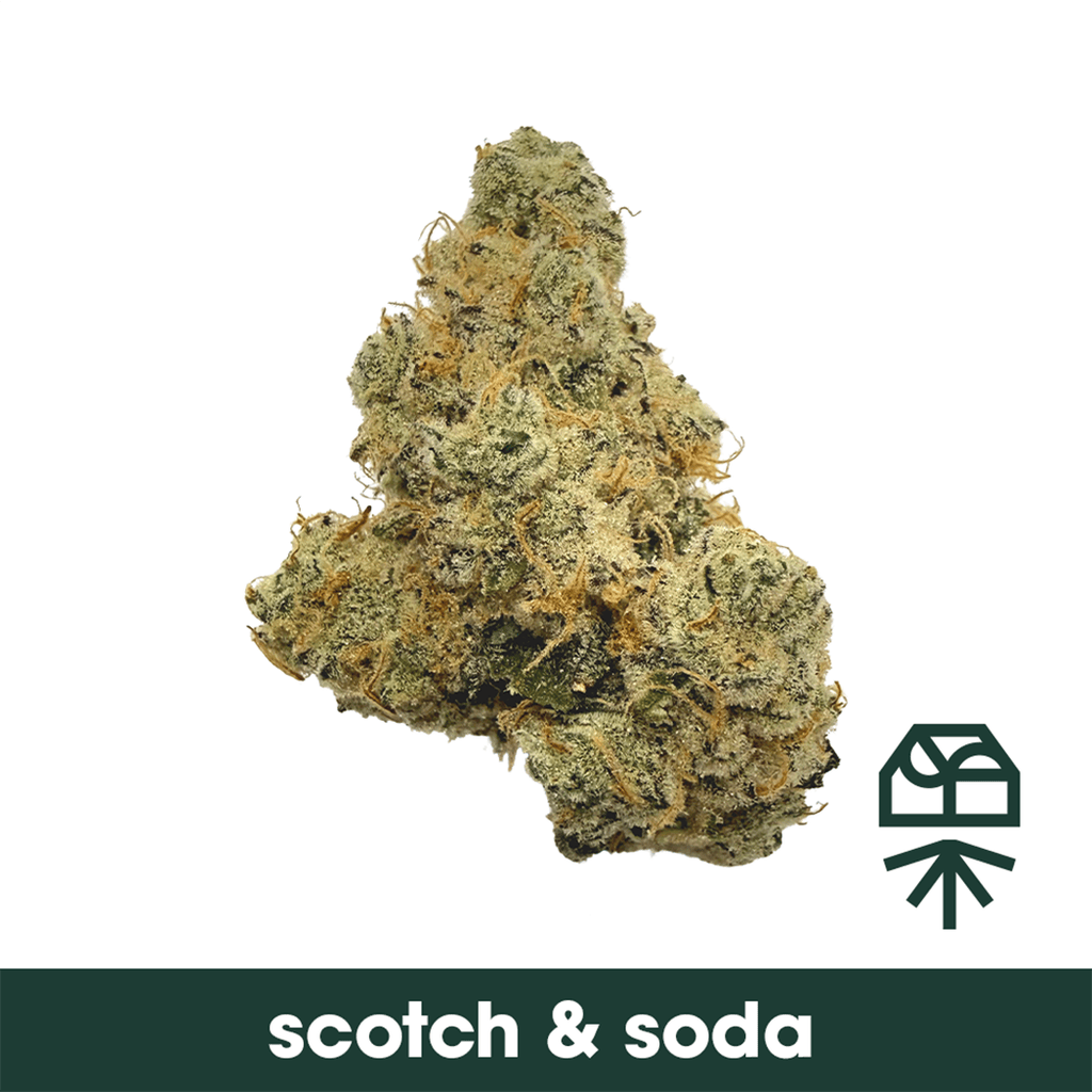 Scotch Soda Whole