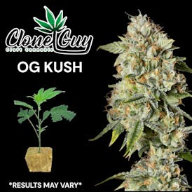 Clone Guy | OG Kush