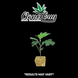 Clone guy Frosted Donuts Clone