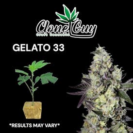 Clone Guy Gelato 33 Clone