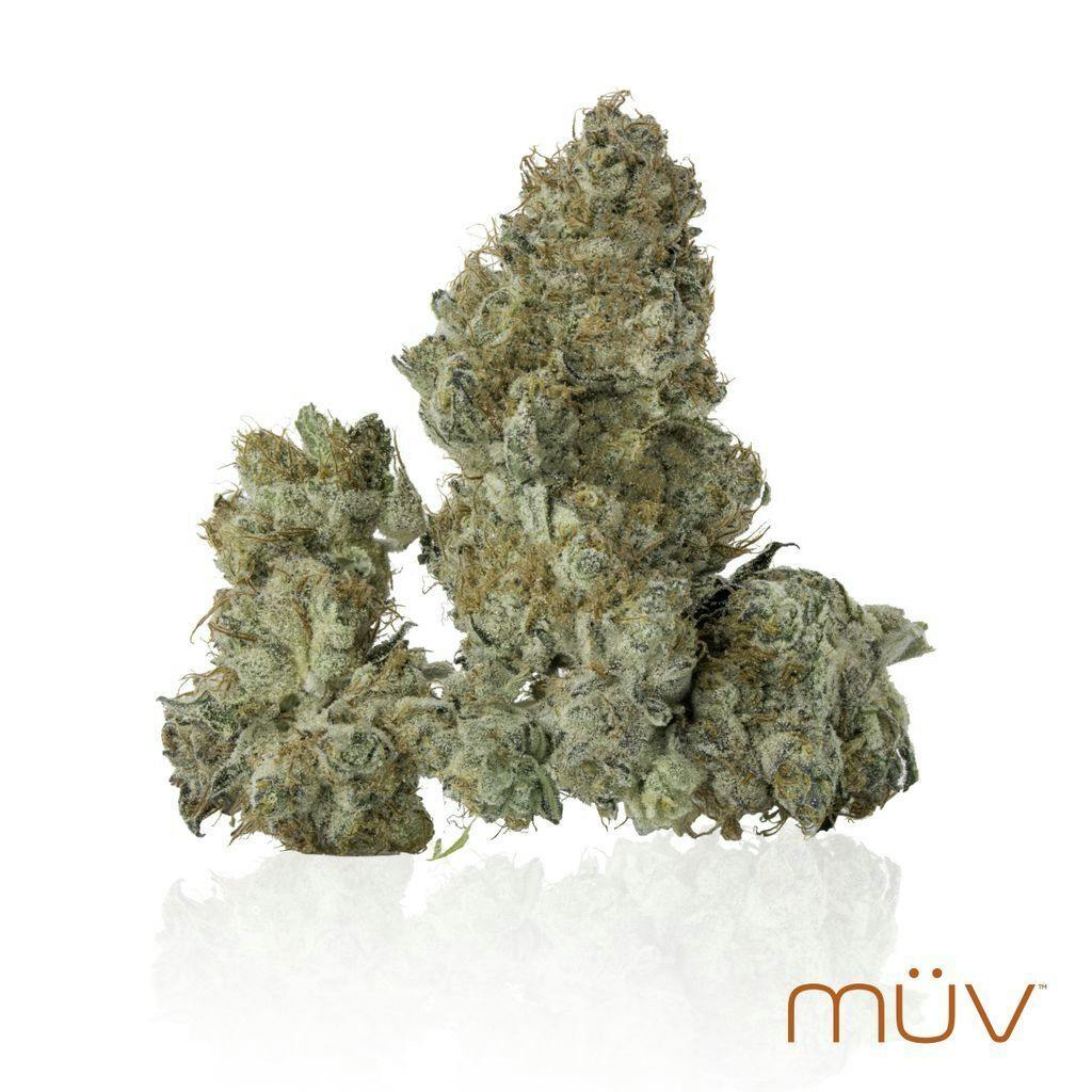 MÜV GMO S1 3.5g at MÜV Cannabis Dispensary