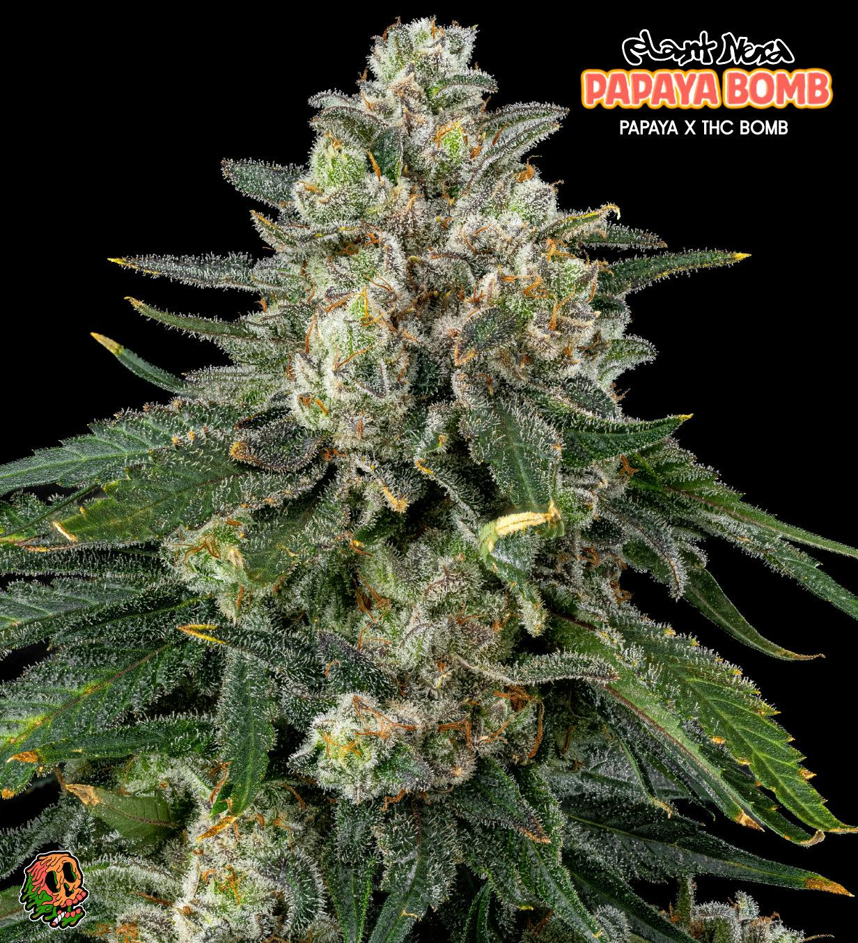 Plant Nerd | Papaya Bomb