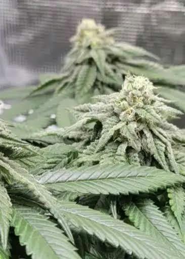 CEL RAY - Each at Plantshop