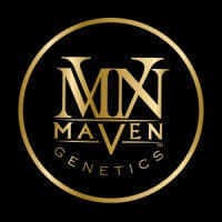 Maven Genetics: Orange Sapphire - Mini Halos