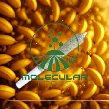 Honey Banana .7g Preroll