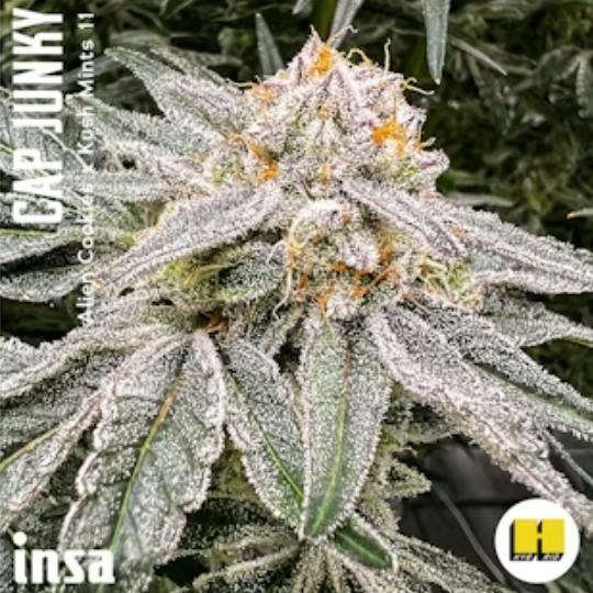 Insa - Cap Junky (H) - 3.5 g