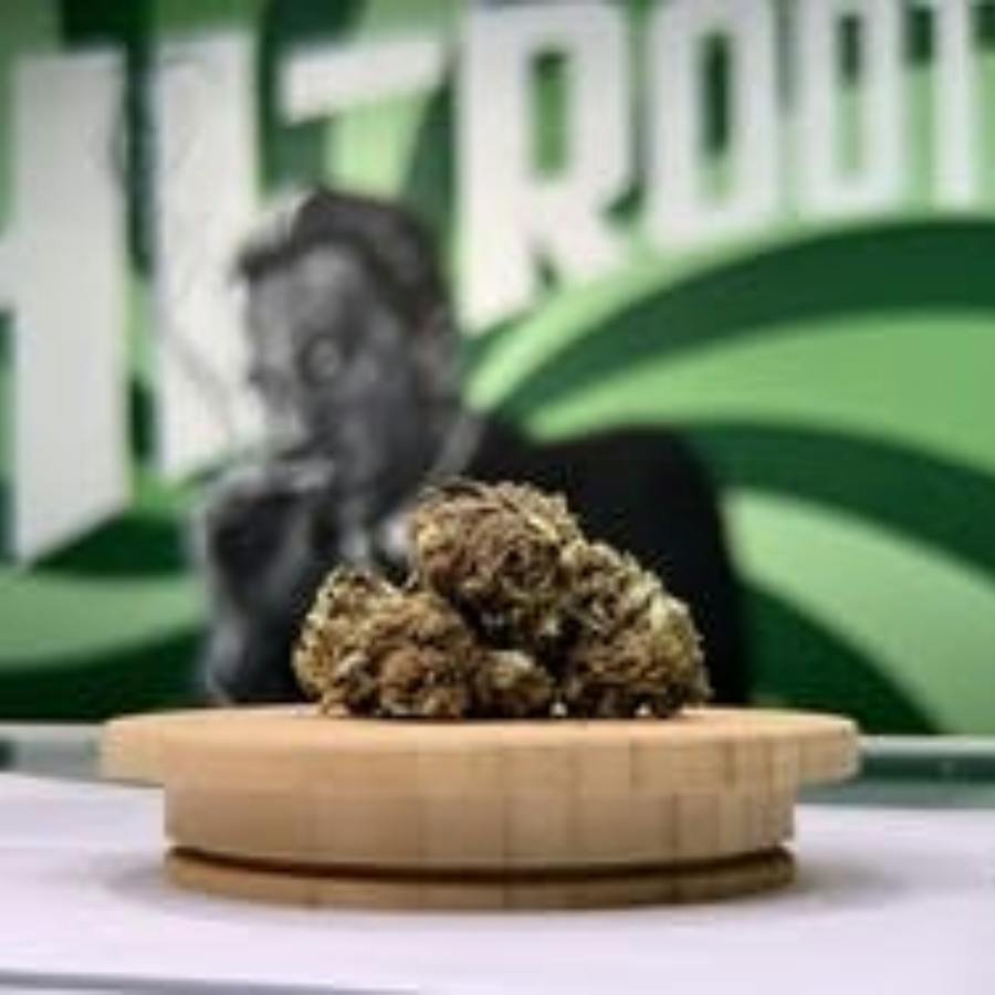 Durban Poison - Hi-Roots Norman