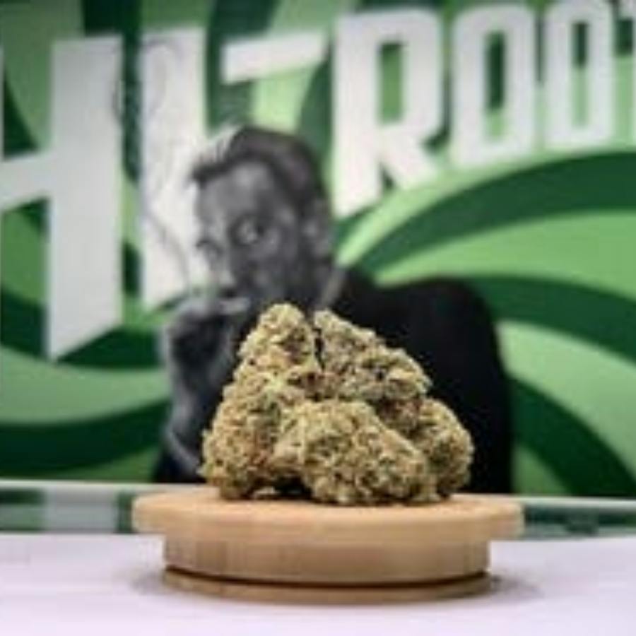 Lemon Skunk - Hi-Roots Norman