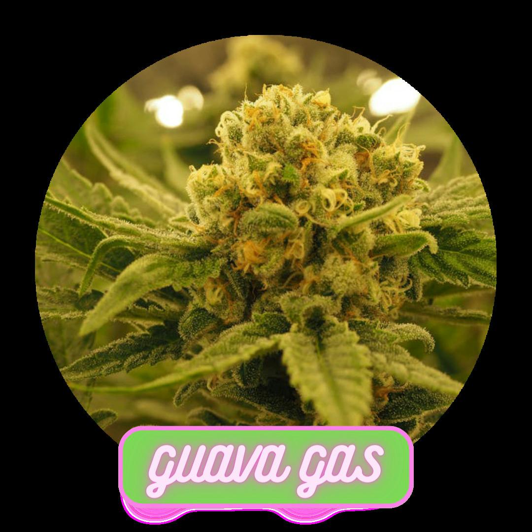 MPX Select Guava Gas Flower