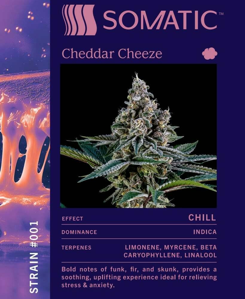 Cheddar Cheeze
