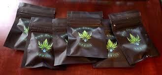 Animal Bites (Animal Cookies 09' x Devil Driver) - 10 pk Feminized Seeds at Evergreen Cannabis Co