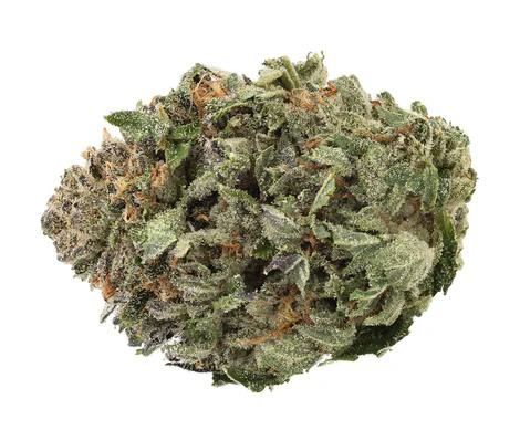 1964 : Organic Comatose | 3.5g