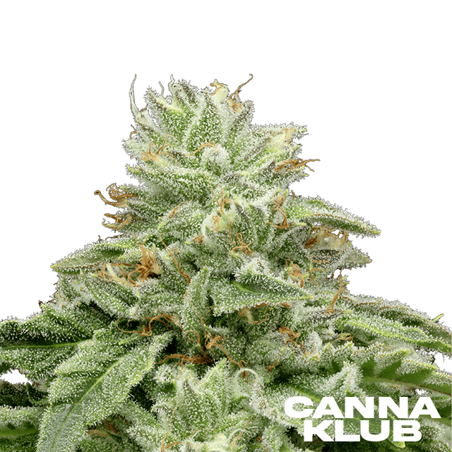 Hybrid - Indica Flower