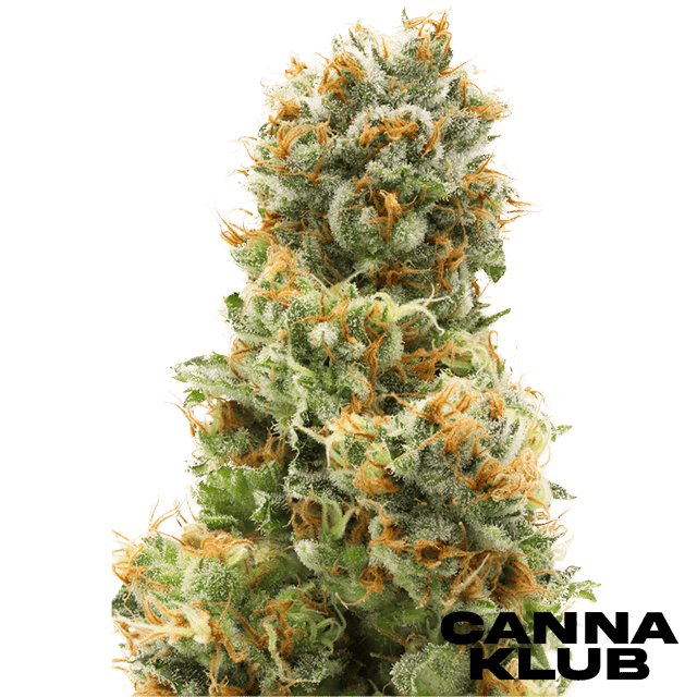 Papaya x Fumez #10