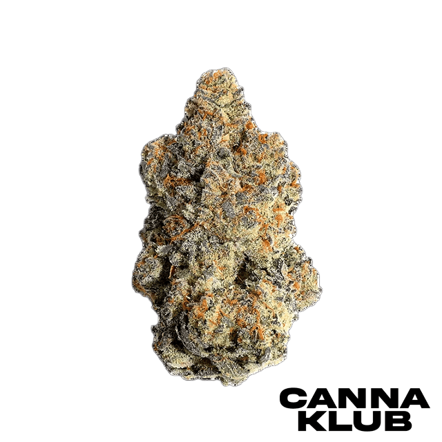 GRANDI GUAVA 3.5G LIVING SOIL ORGANIC
