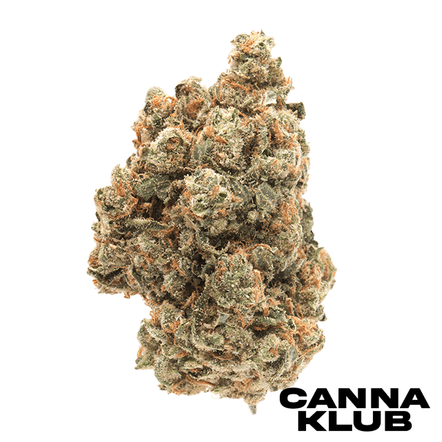 CASEY JONES 28G SUNKISSED