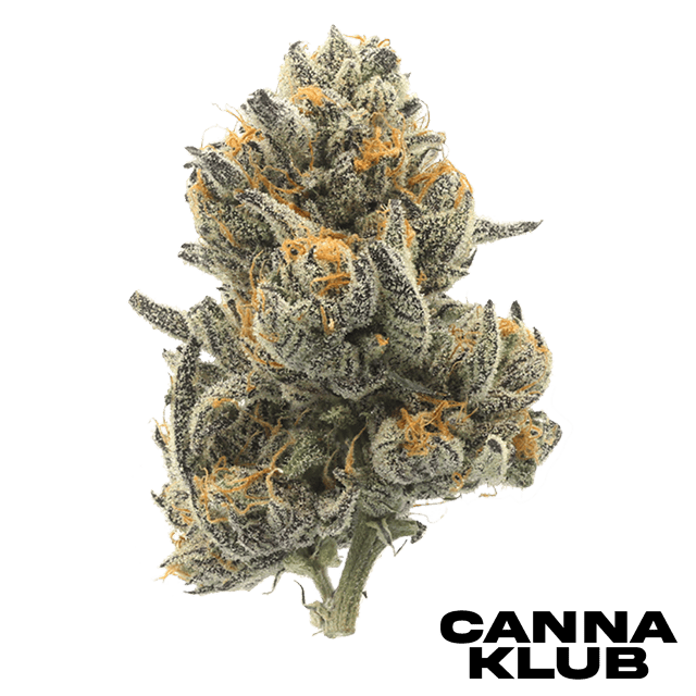 Piescream #7 Living Soil Organic