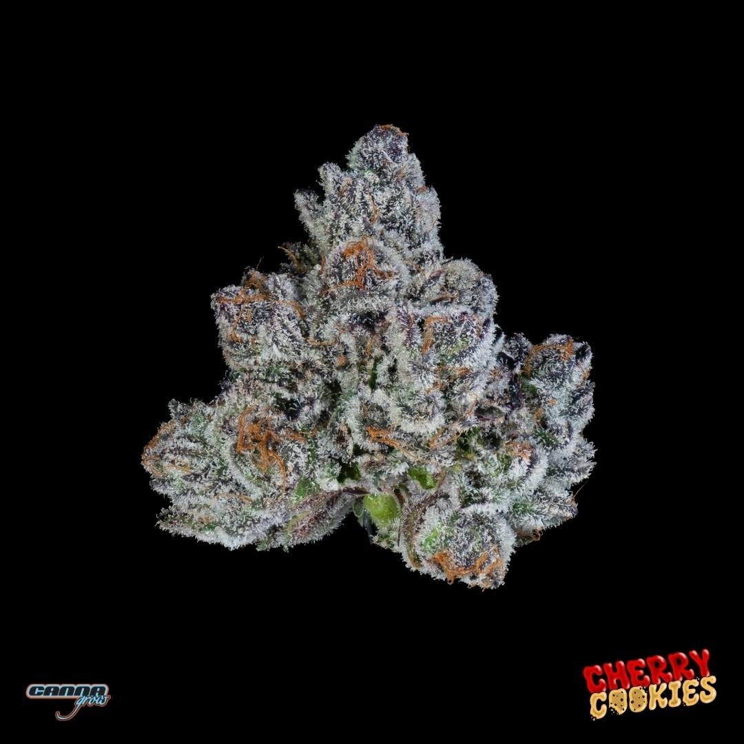 Grow Cherry Cookies Buds