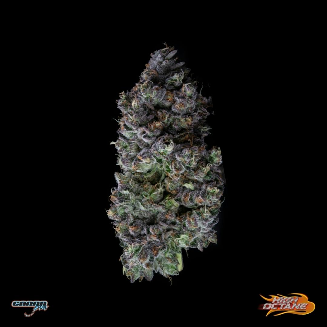 Grow High Octane Buds