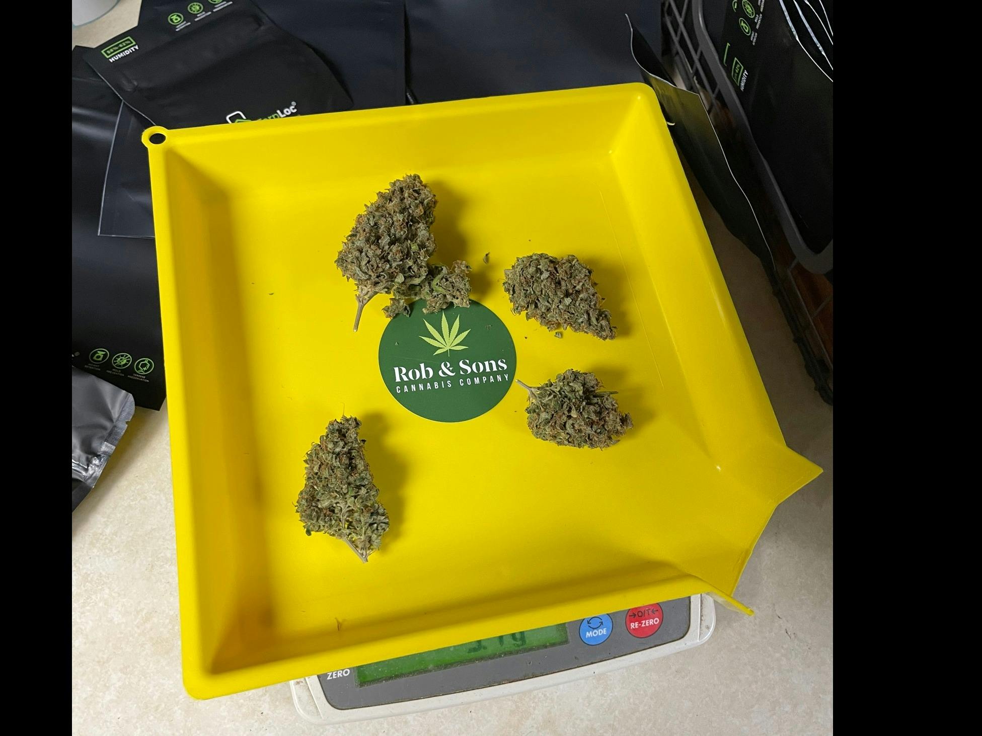 Rob & Sons - EASY-SORTER Funnel Rolling Tray