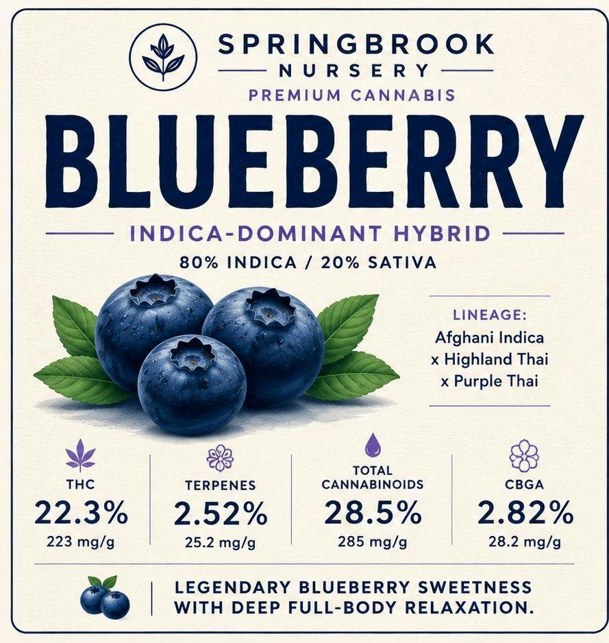 5G SPRINGBROOK NURSERY - BLUEBERRY