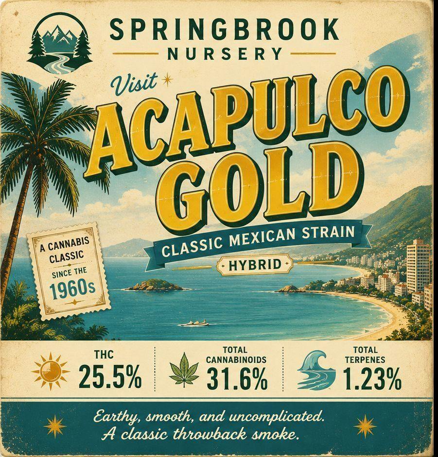 28G - SPRINGBROOK NURSERY - ACAPULCO GOLD (H)