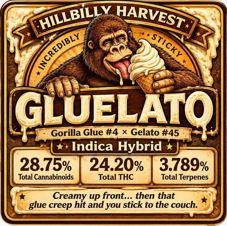 10G - HILLBILLY HARVEST - GLUELATO(I)