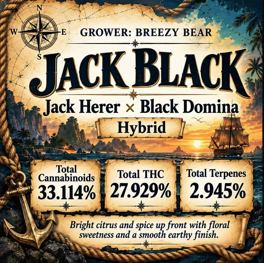 3.5g - Breezy Bear - JACK BLACK (H)